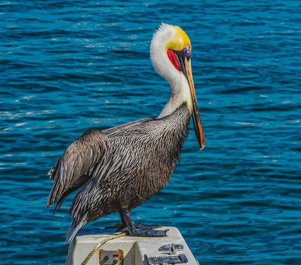Perry, William 아티스트의 Brown pelican-Cabo San Lucas-Baja Mexico작품입니다.